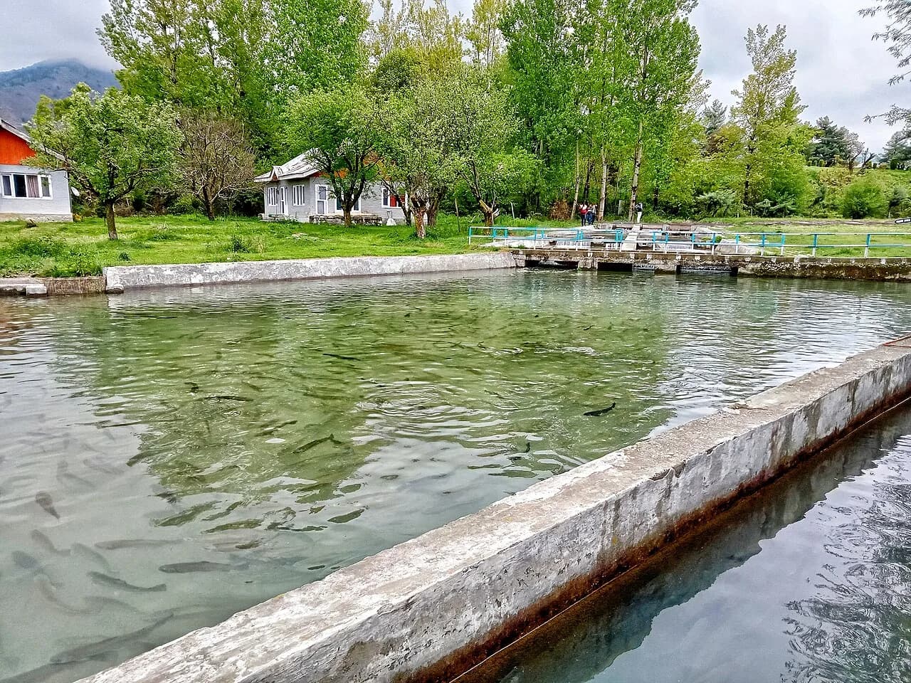 Trout Fishing Experience icon