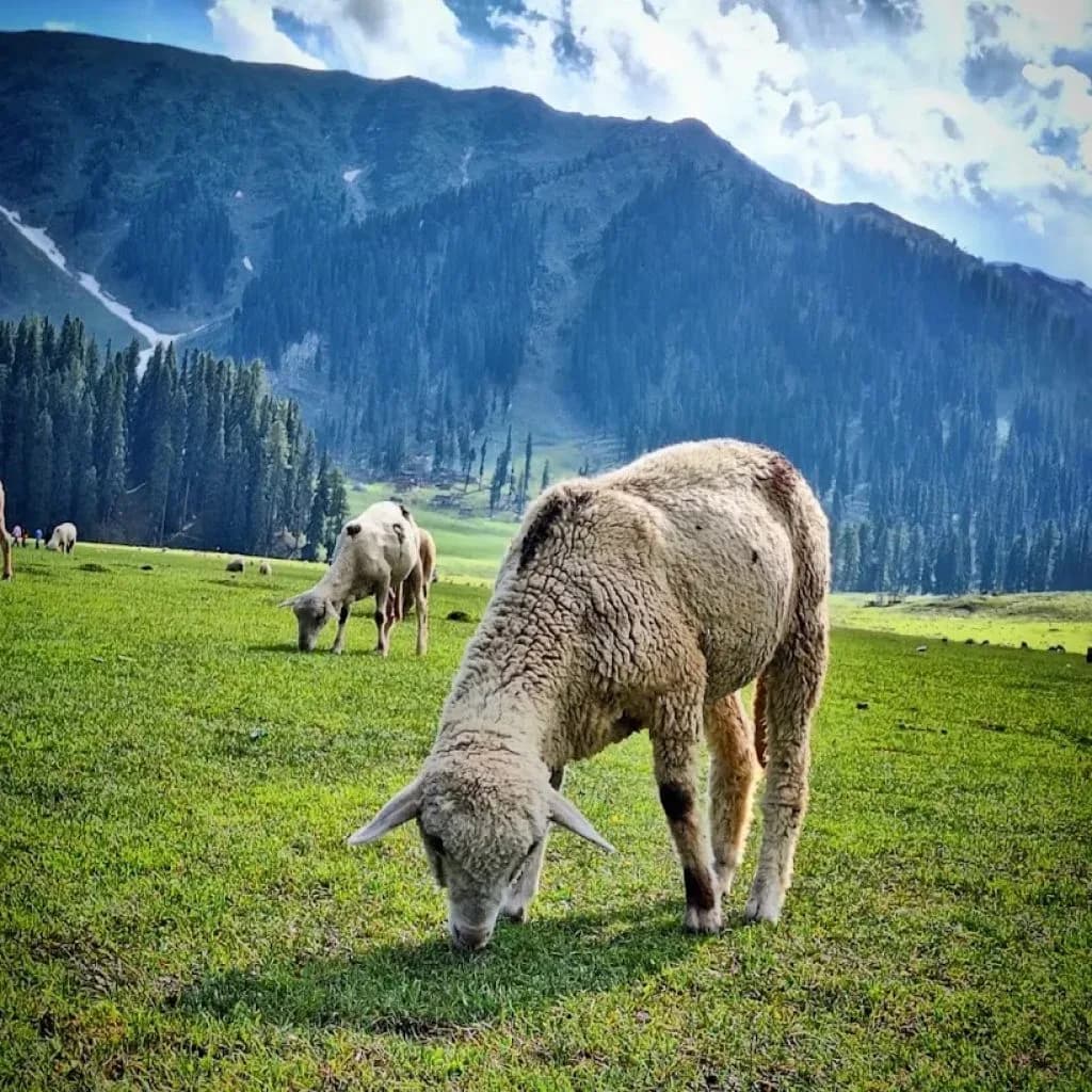 Nature Experiences icon