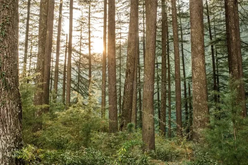 Nature Walks in Forests icon