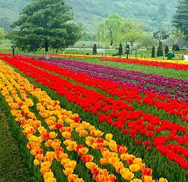 Summer (May – August)